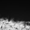 In The Wind
