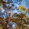 Herbstbäume