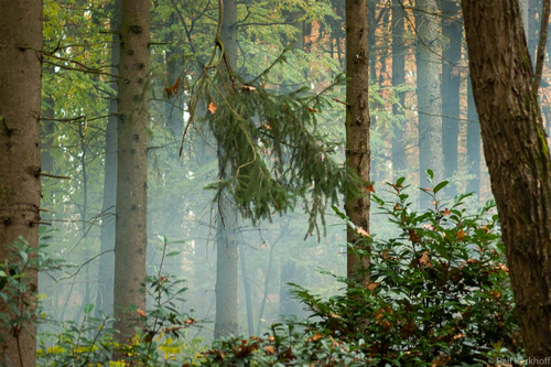 Nebel