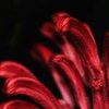 Dark Red