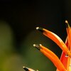 Orange Dream