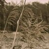 Windy