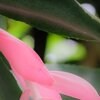 Softly