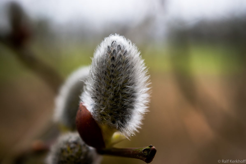 Spring is coming