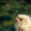 Looks Like Wool