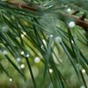 Rainy Summer