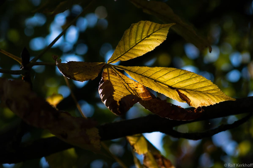 Herbst