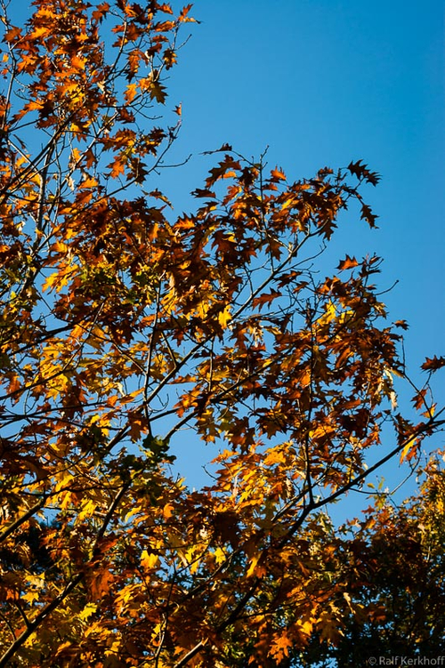 Clear Sky