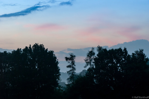 Morning Forest