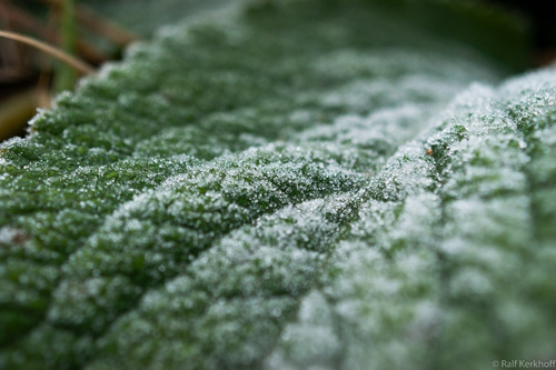 Frost