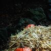 Pumpkins