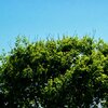 Summer Tree