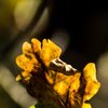 Herbstpracht