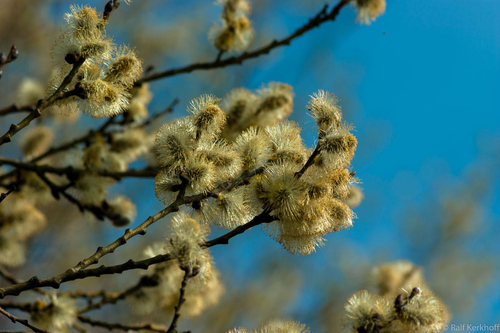 A Taste Of Spring