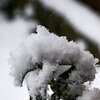 Schneehaube