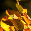 Autumn Glow