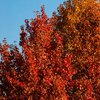 Herbstfeuer