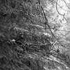 Schneewald