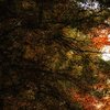 Herbstwald