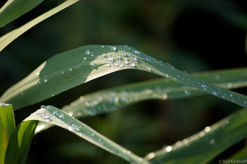 Sommerregen