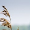 Frühlingswind