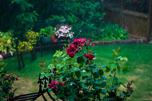 RainyRoses
