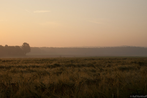 Summer Morning