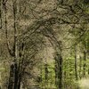 Waldweg