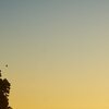 Golden Sunset