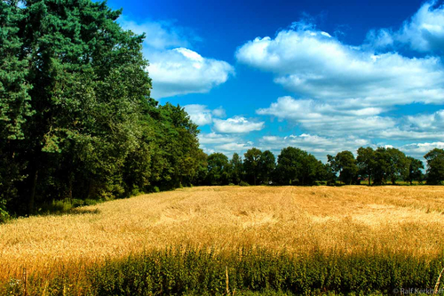 Field