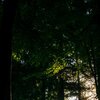 Deep Forest