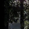 Gegenlicht
