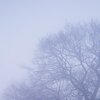 Blauton