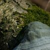 Fungus