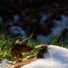 Schneepilz
