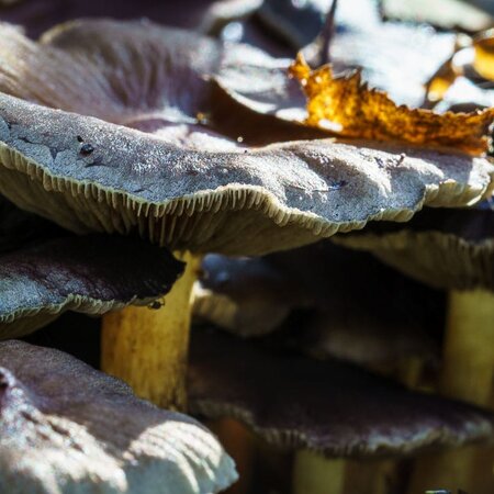 Fungi