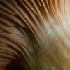 Stem