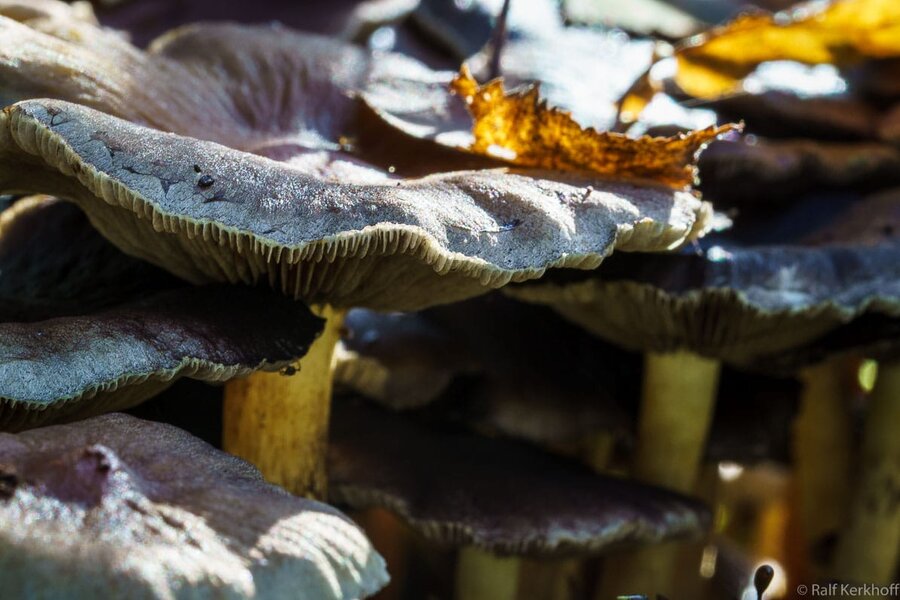 Fungi
