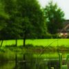 Grasses