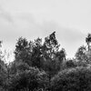 Swamp