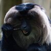 Naurzoo