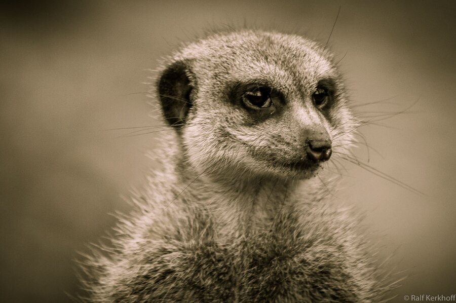 Meerkats