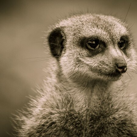 Meerkats