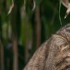 Wildkatze