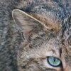 Schleck