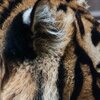 Tiger Head