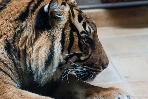 Tiger Head
