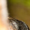 Dognose