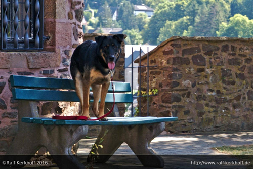 Hund auf Tisch