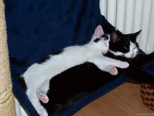 Kuscheln
